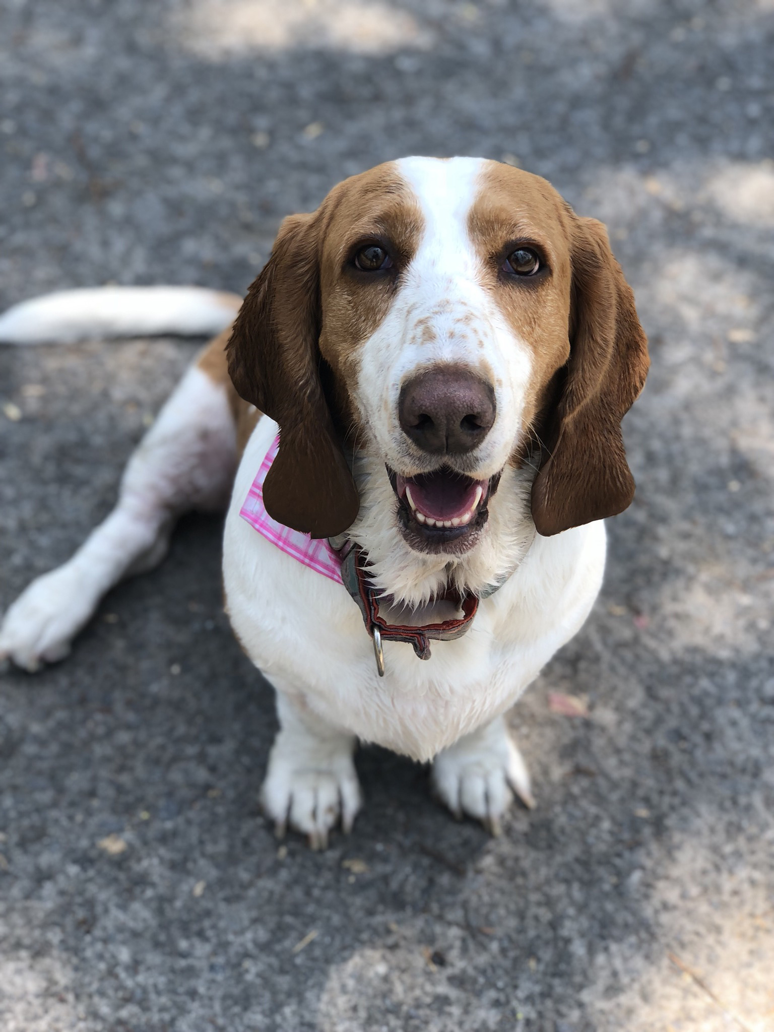 basset hound picture