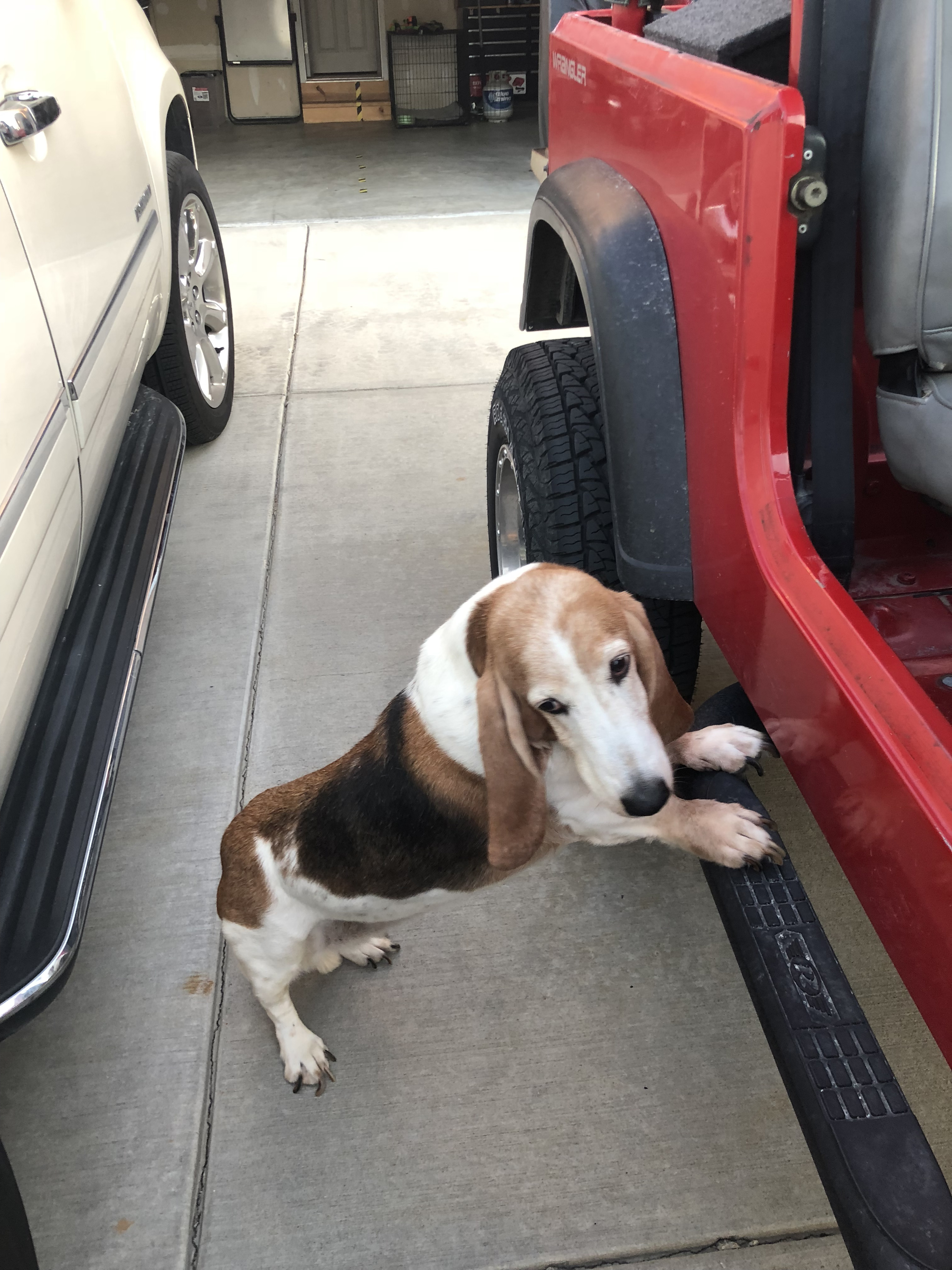 basset hound picture