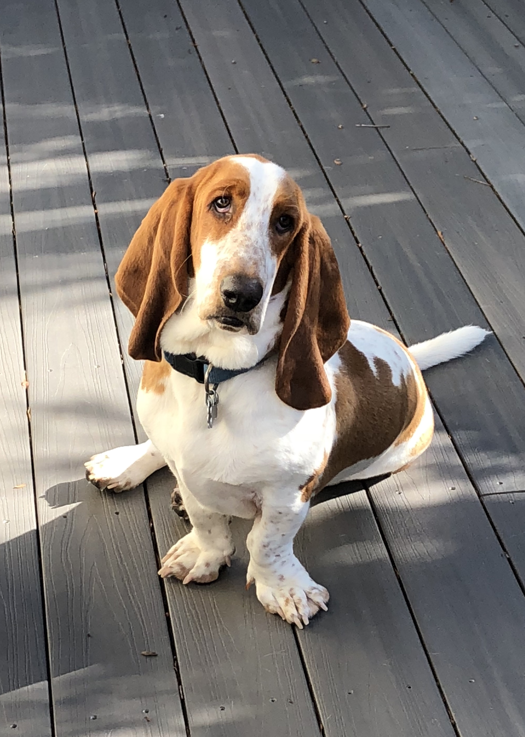 basset hound picture