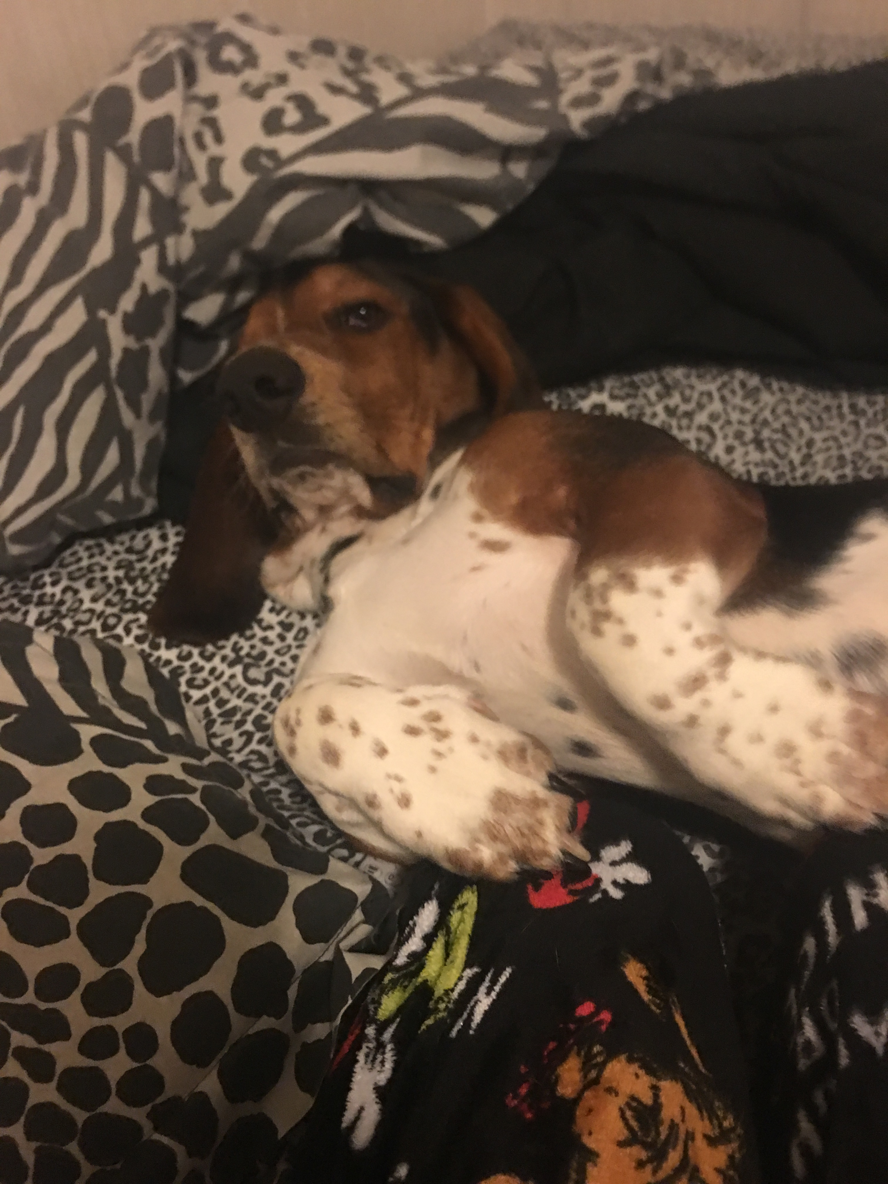 basset hound picture