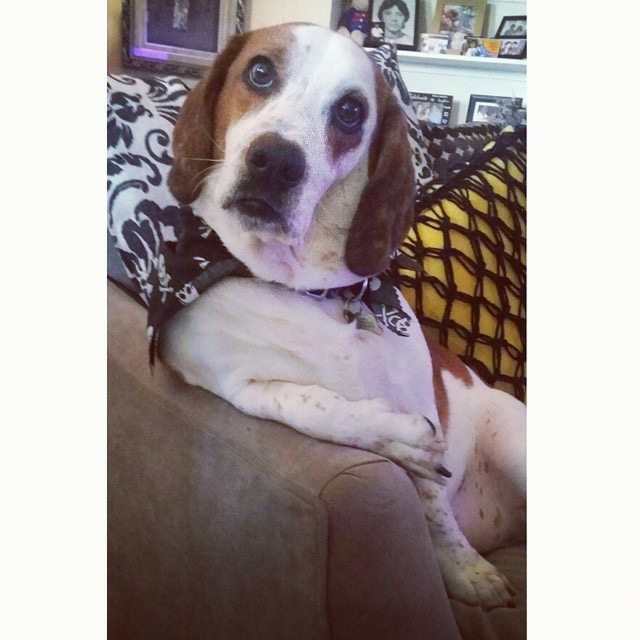 basset hound picture