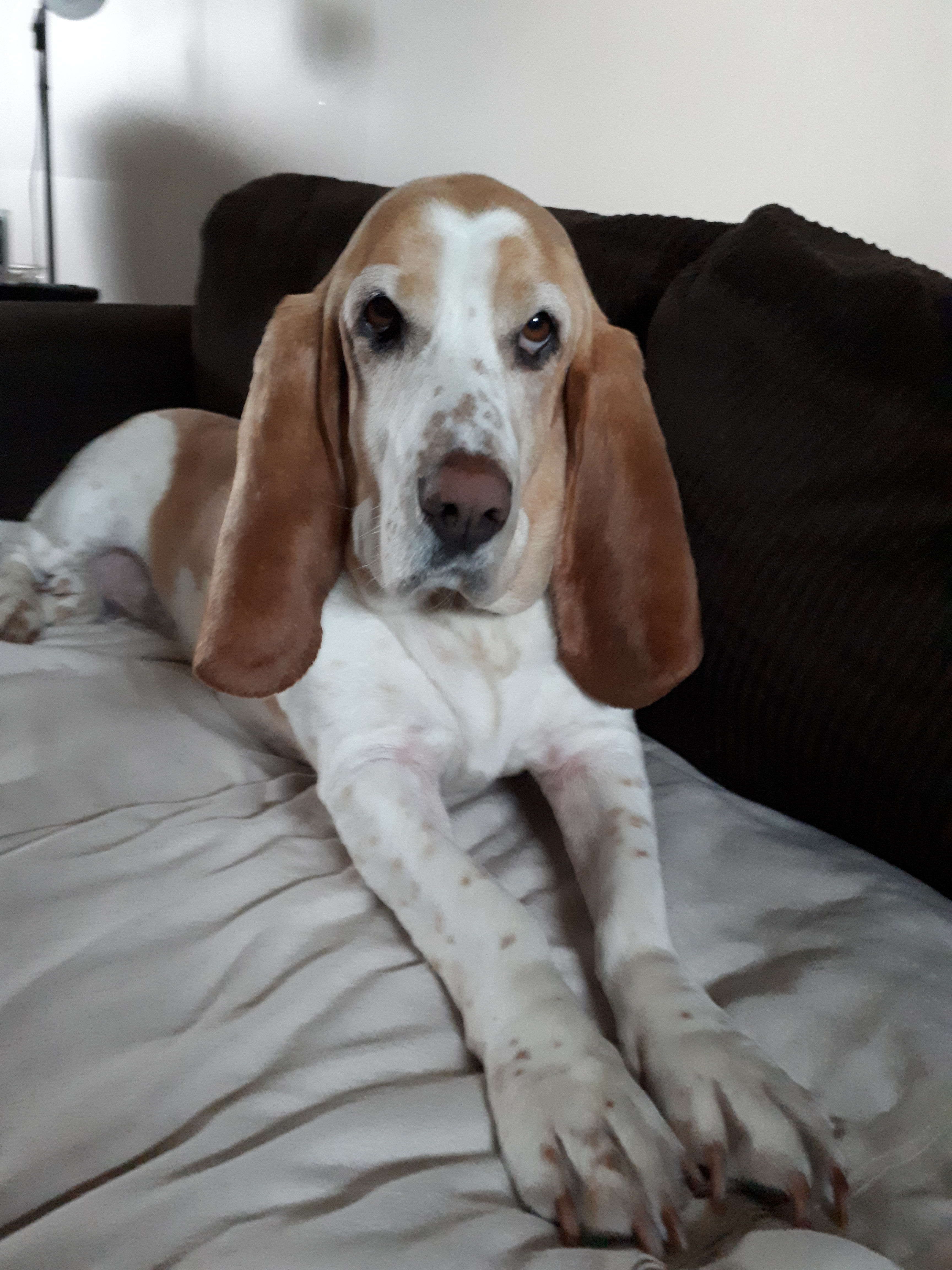 basset hound picture