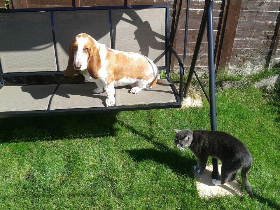 basset hounds and cats