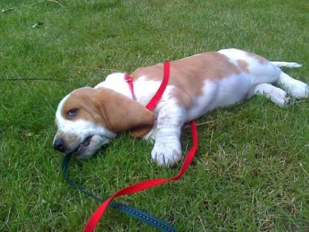 basset hound puppy