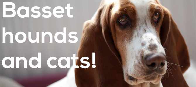 Basset hounds and cats – do they get along?