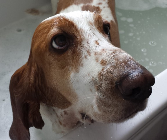 best shampoo for basset hounds