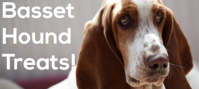 Basset hound treats for the well-behaved hound