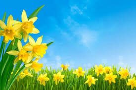 narcis