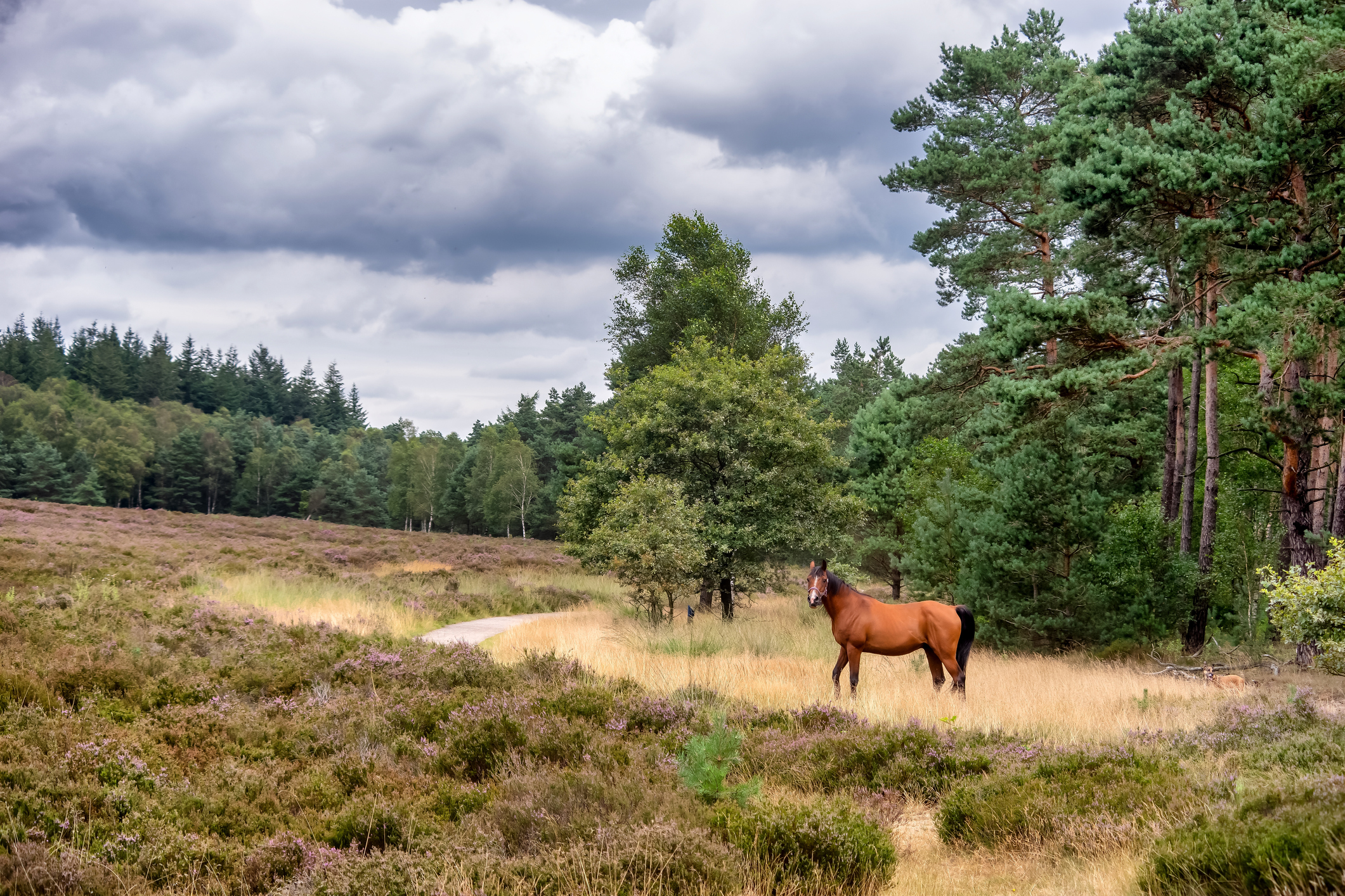 B&B Aldavinur Veluwe paard 