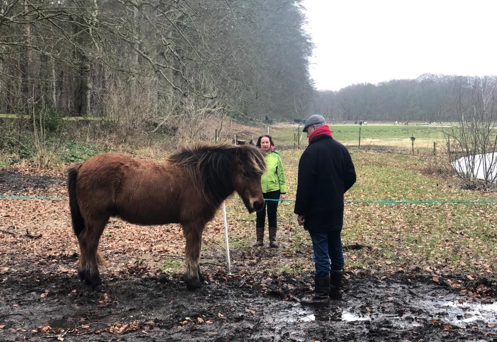 Paardencoaching Veluwe