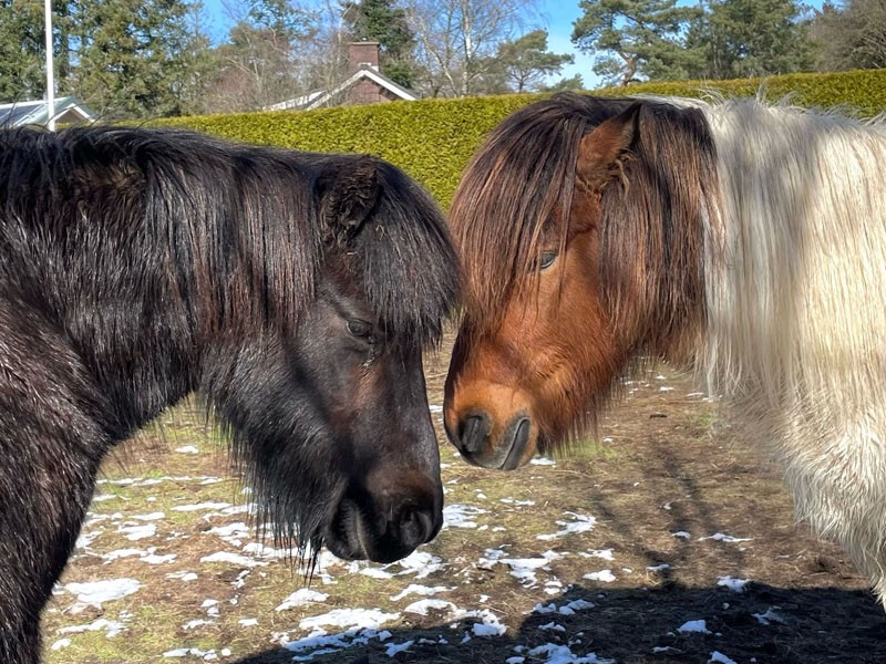 Paarden op guesthouse B&B Aldavinur Veluwe