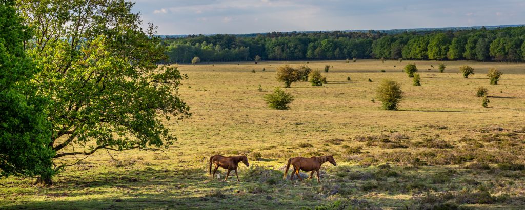 Op de Veluwe met paarden