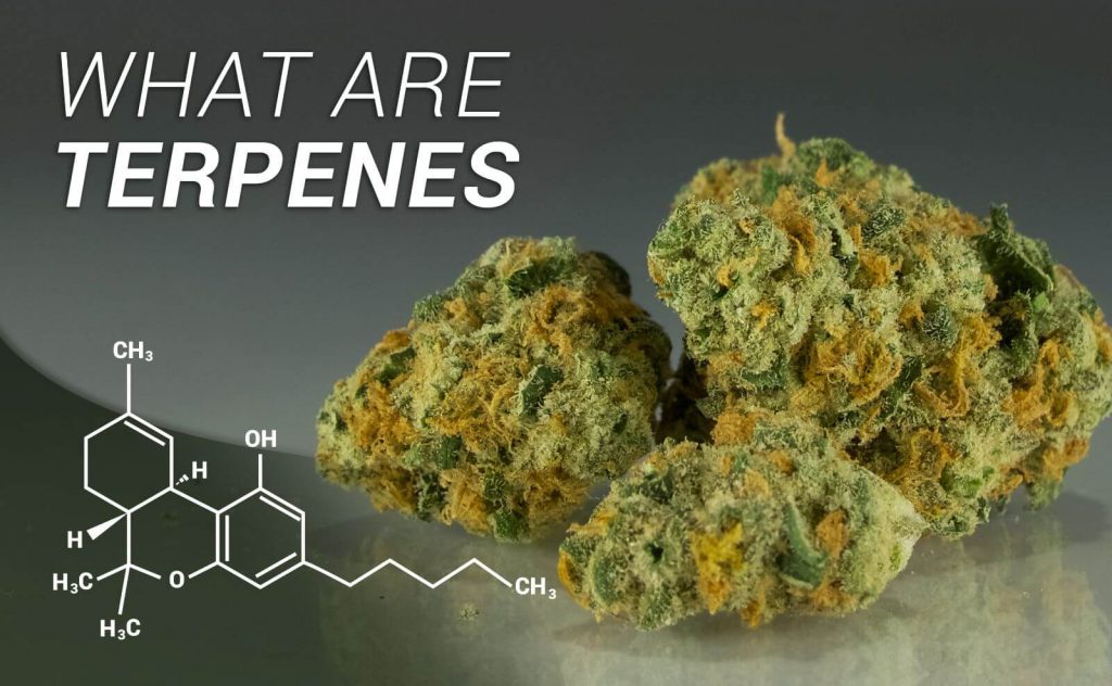 Uncovering Terpenes: Cannabis’ Therapeutic Compounds