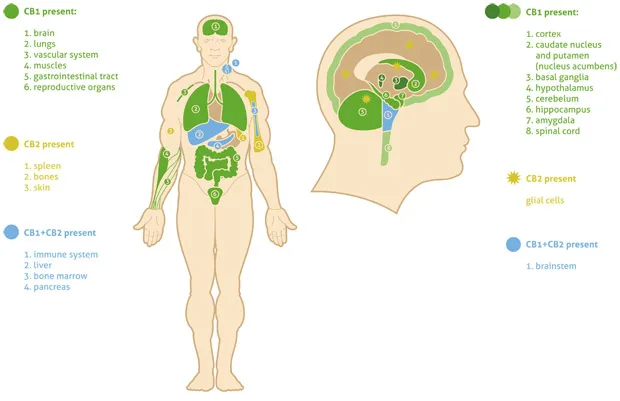 Het endocannabinoïde systeem bij de mens: een overzicht