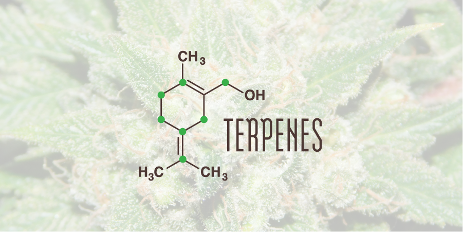 Terpenen in Cannabis: De geur en smaak van wiet, en meer