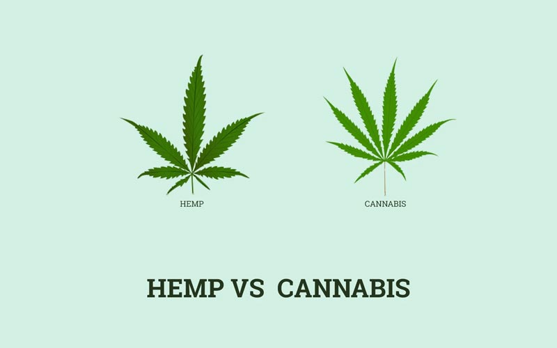 Hennep Vs. Cannabis: De Door De Wet Vermomde Overeenkomsten Onthuld ...