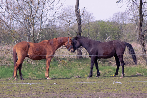 En mørk brun hest og en rød hest deler et kærligt øjeblik.