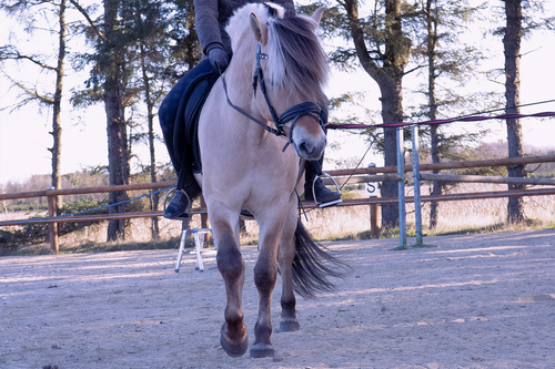 Hesten Apollo viser sine fremskridt i tilridningen.