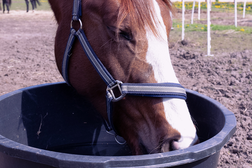 En hest drikker vand udenfor.