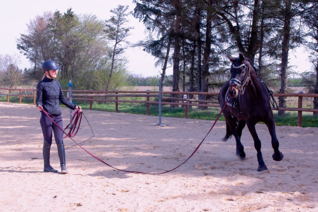 Udforsk hvad tilridning er og skab et partnerskab med din hest