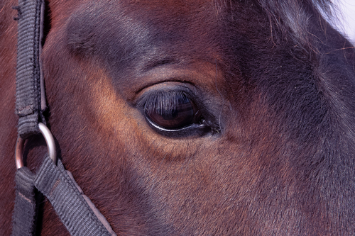 Nærbillede af en brun hests øje.