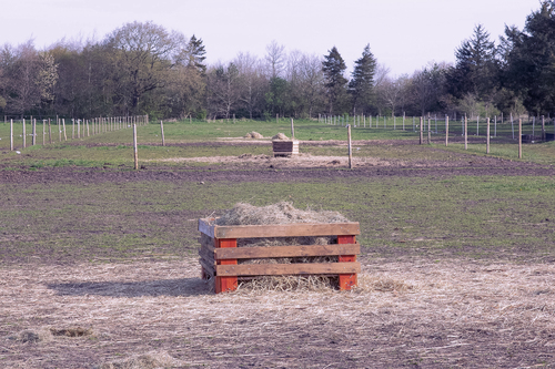 Hestene har adgang til mad på folden. Maden serveres i kasser på marken.