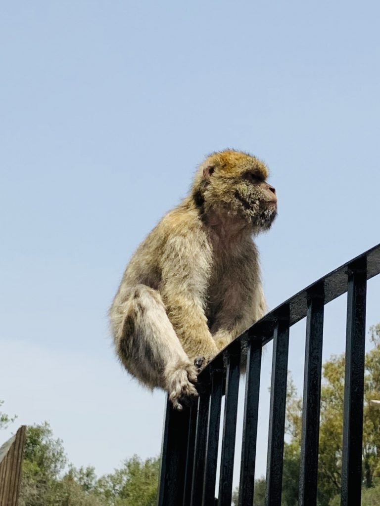 Die Affen von Gibraltar