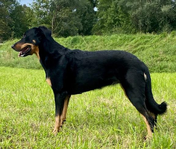 Nikolaus Kugler Beauceronzucht_Ebony