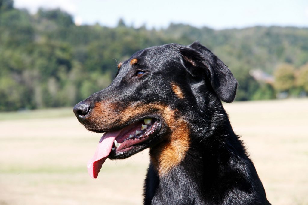 Nikolaus Kugler Beauceronzucht-Gamba-von-den-Waechtern-aus-Bayern