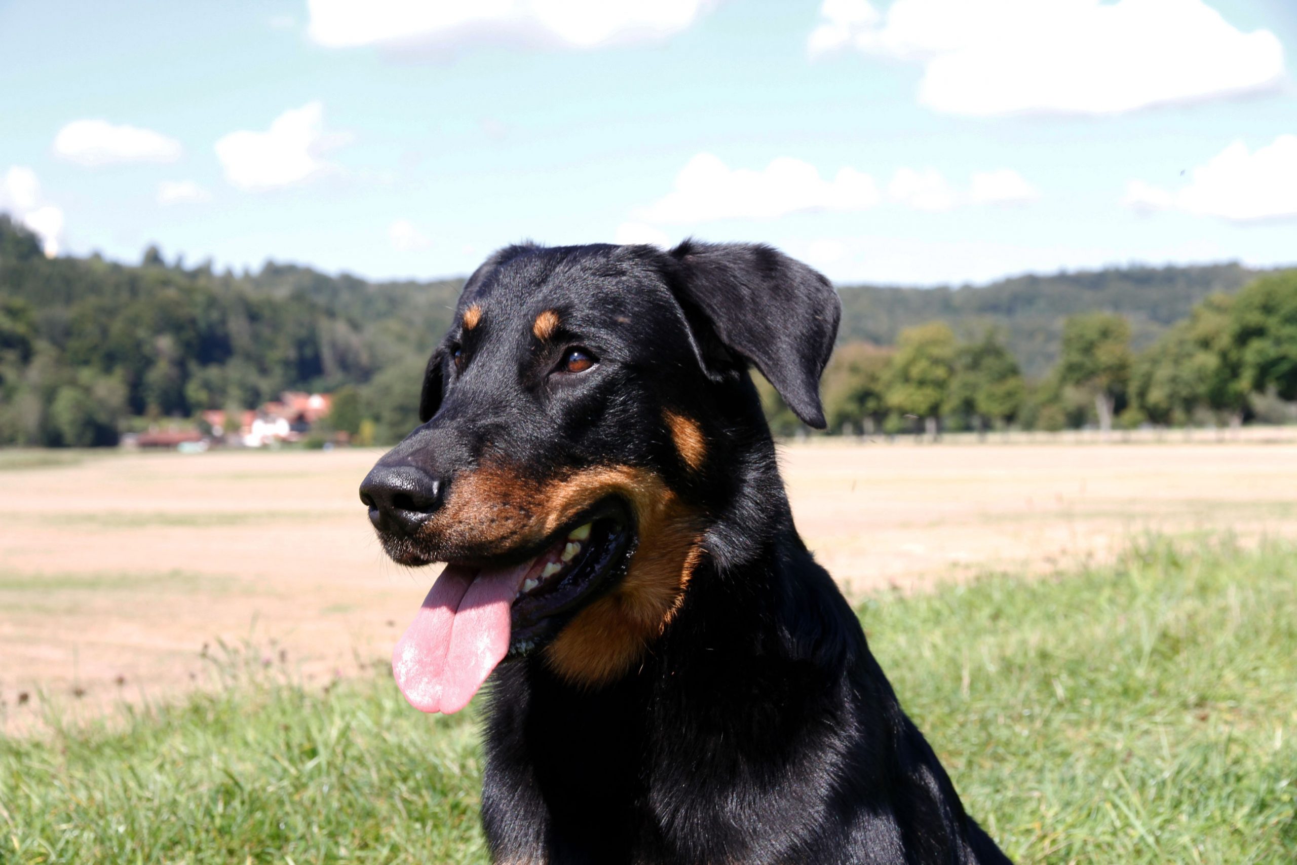 Gandoh-von-den-Wächtern-aus-Bayern-Nikolaus-Kugler-Beauceronzucht