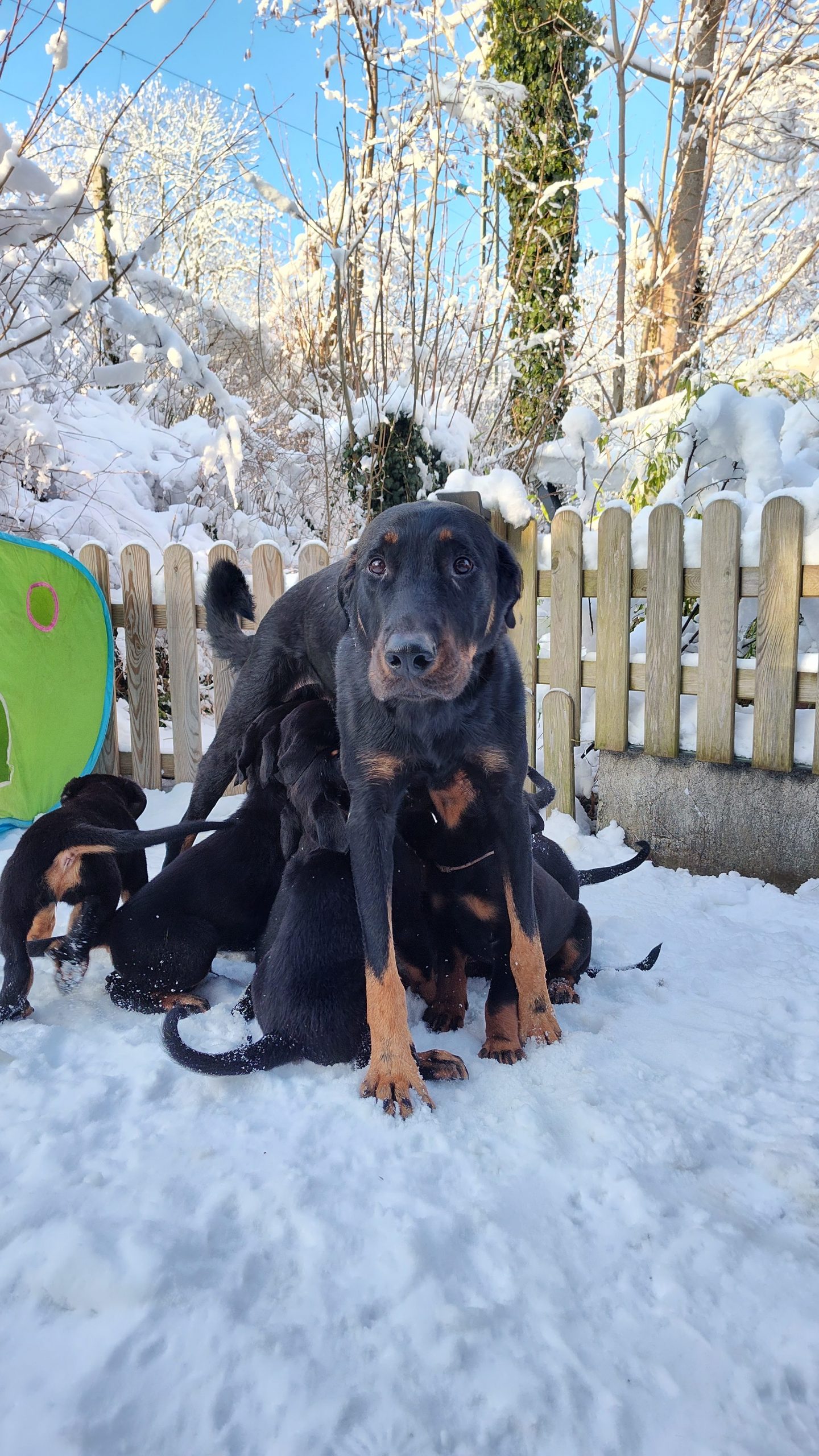 Nikolaus Kugler Beauceronzucht K-Wurf 2023 