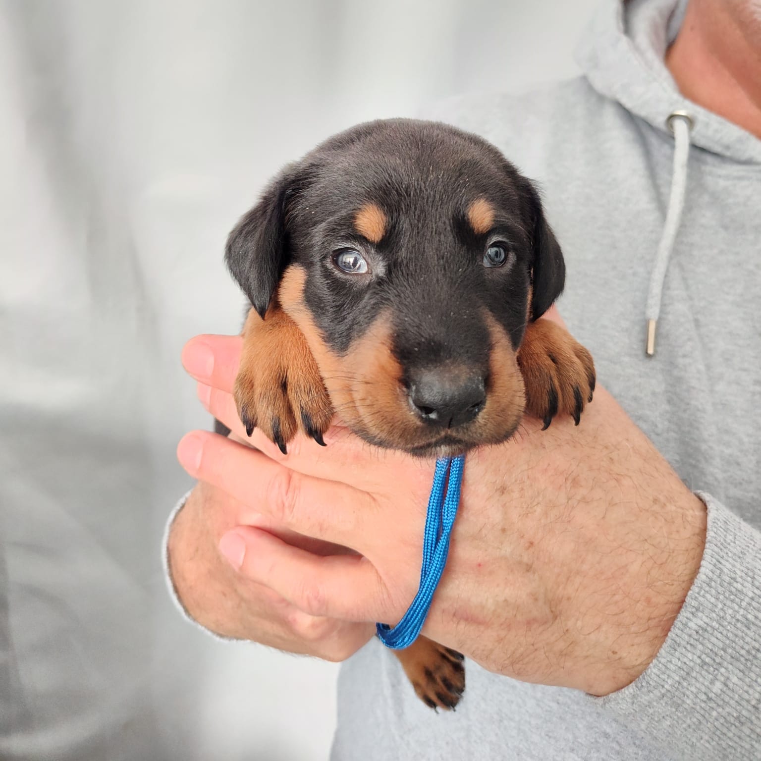 Nikolaus Kugler Beauceronzucht L-Wurf 2025_3. und 4. Woche_ Welpen