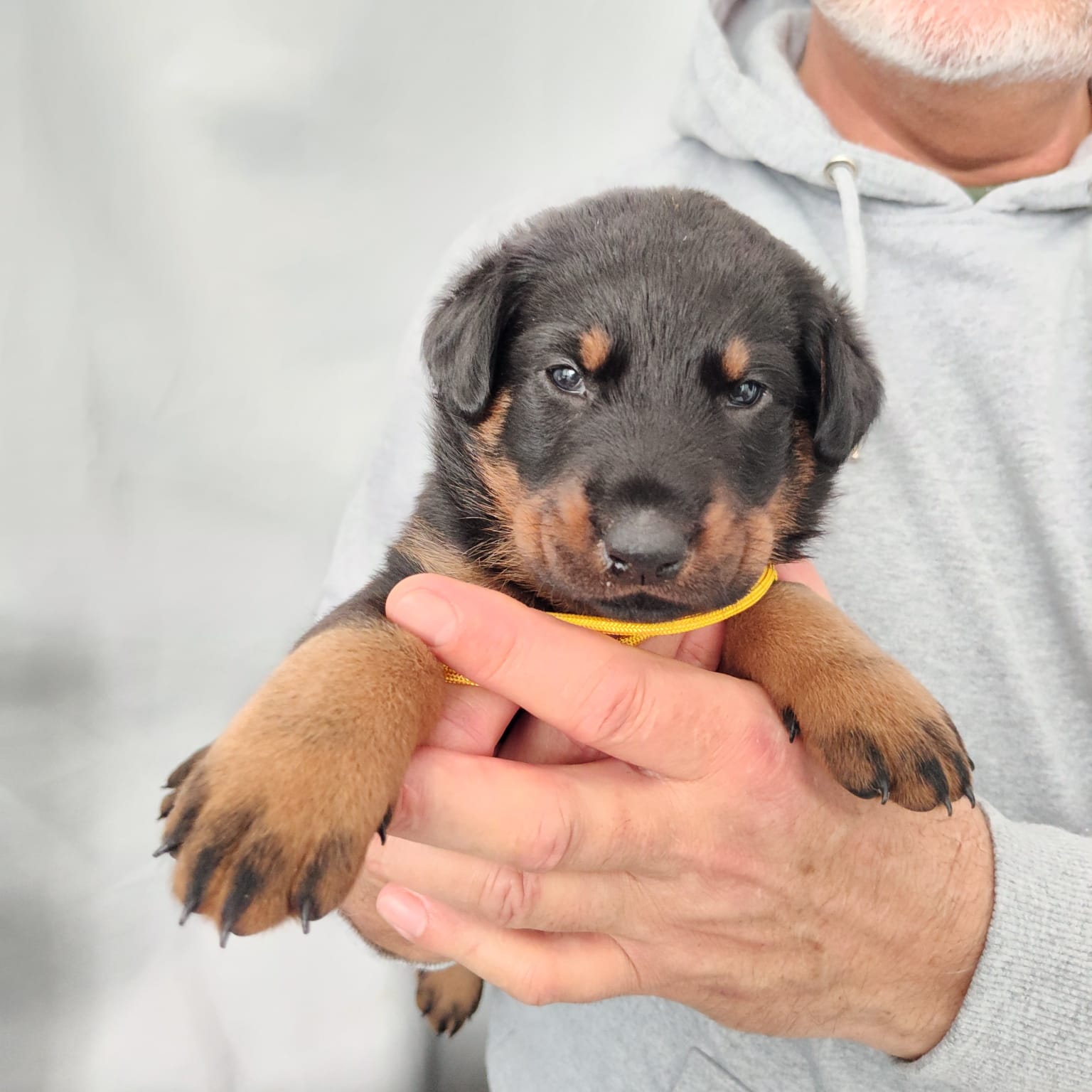 Nikolaus Kugler Beauceronzucht L-Wurf 2025_3. und 4. Woche_ Welpen
