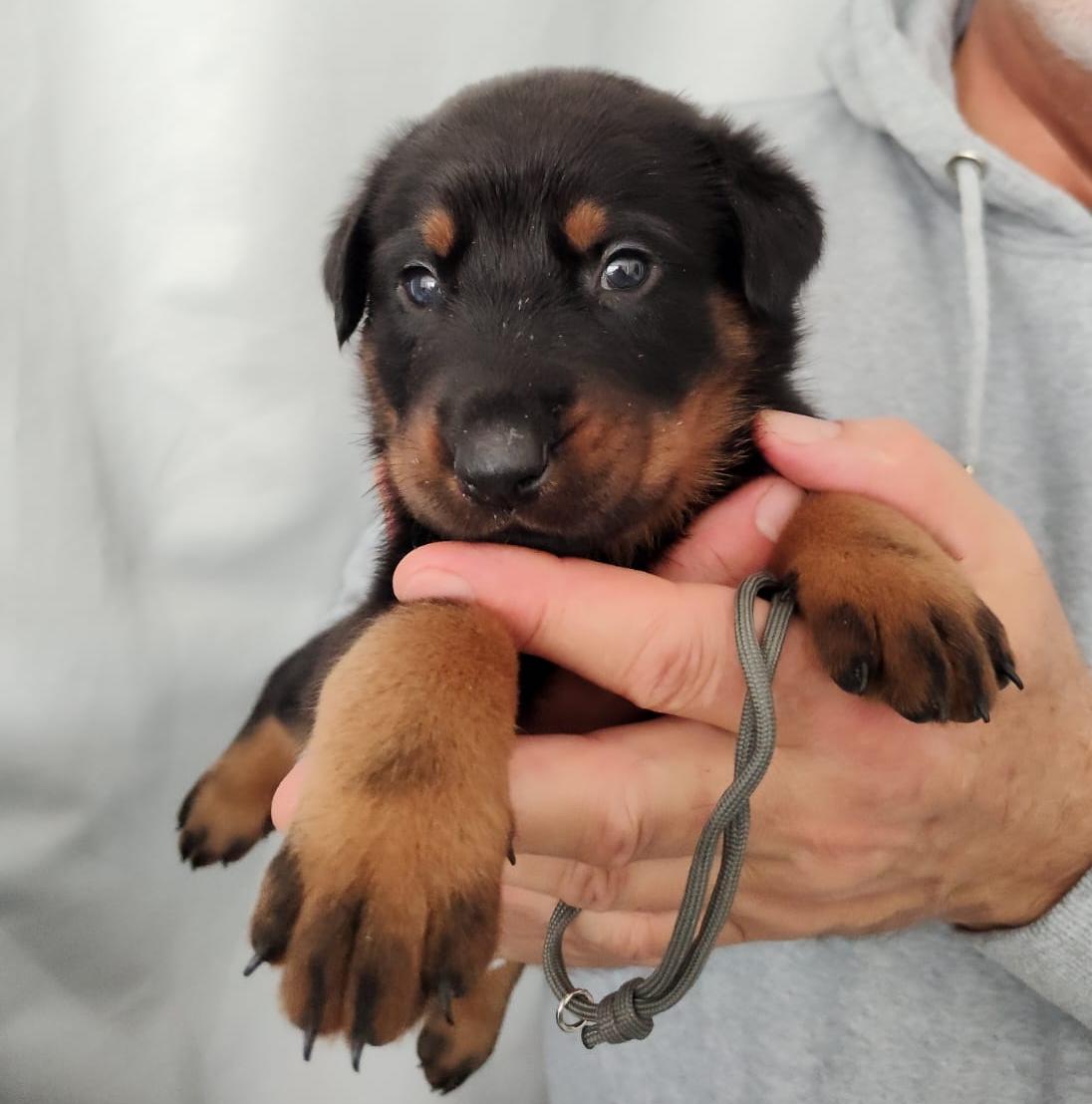 Nikolaus Kugler Beauceronzucht L-Wurf 2025_3. und 4. Woche_ Welpen