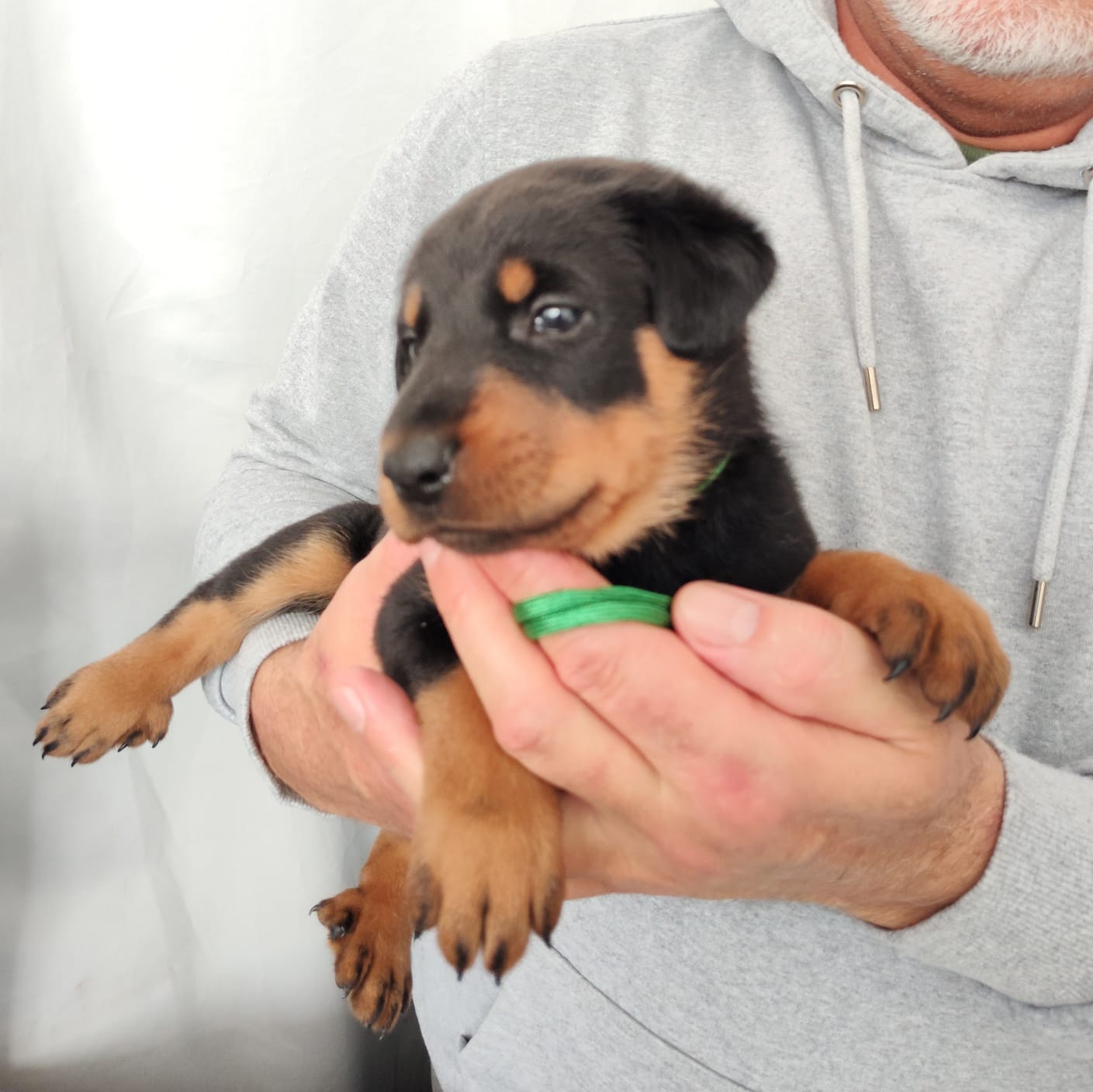 Nikolaus Kugler Beauceronzucht L-Wurf 2025_3. und 4. Woche_ Welpen