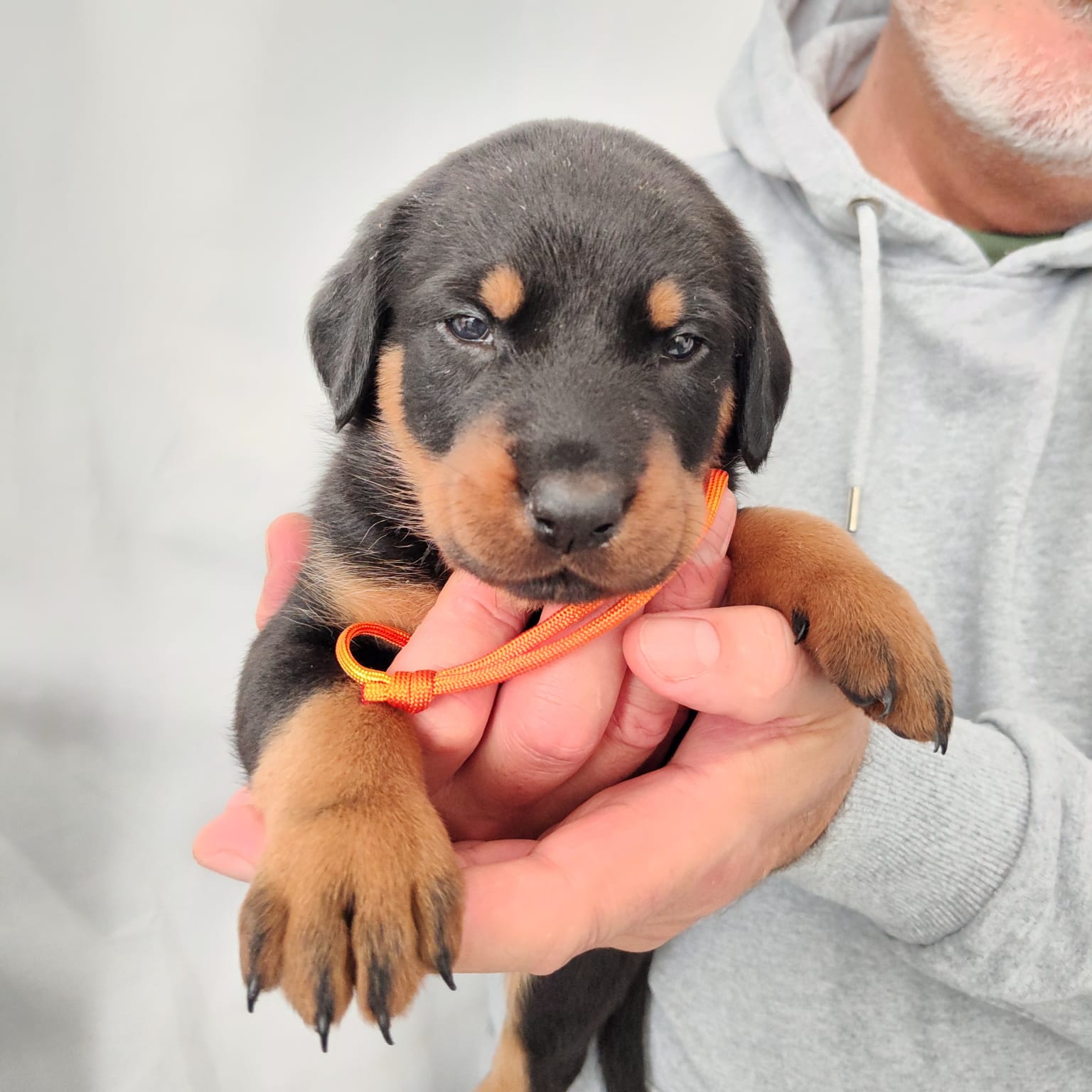 Nikolaus Kugler Beauceronzucht L-Wurf 2025_3. und 4. Woche_ Welpen