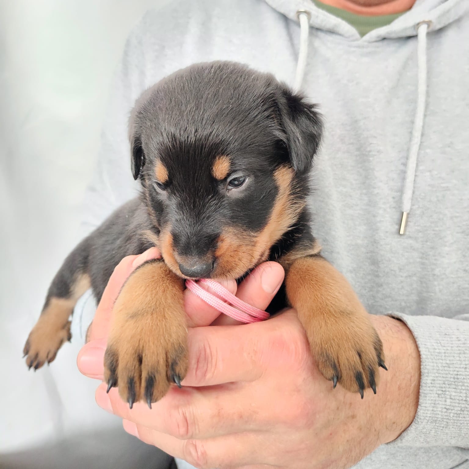 Nikolaus Kugler Beauceronzucht L-Wurf 2025_3. und 4. Woche_ Welpen