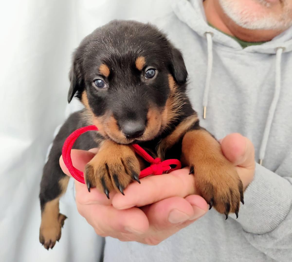 Nikolaus Kugler Beauceronzucht L-Wurf 2025_3. und 4. Woche_ Welpen