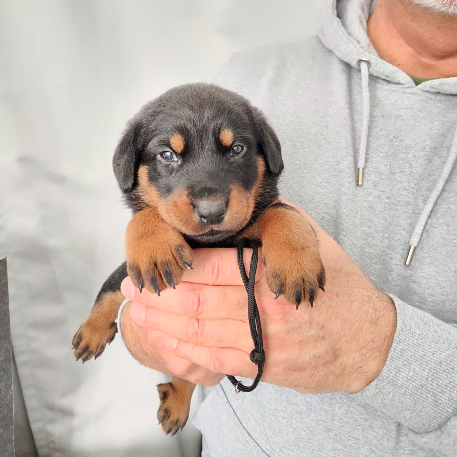 Nikolaus Kugler Beauceronzucht L-Wurf 2025_3. und 4. Woche_ Welpen