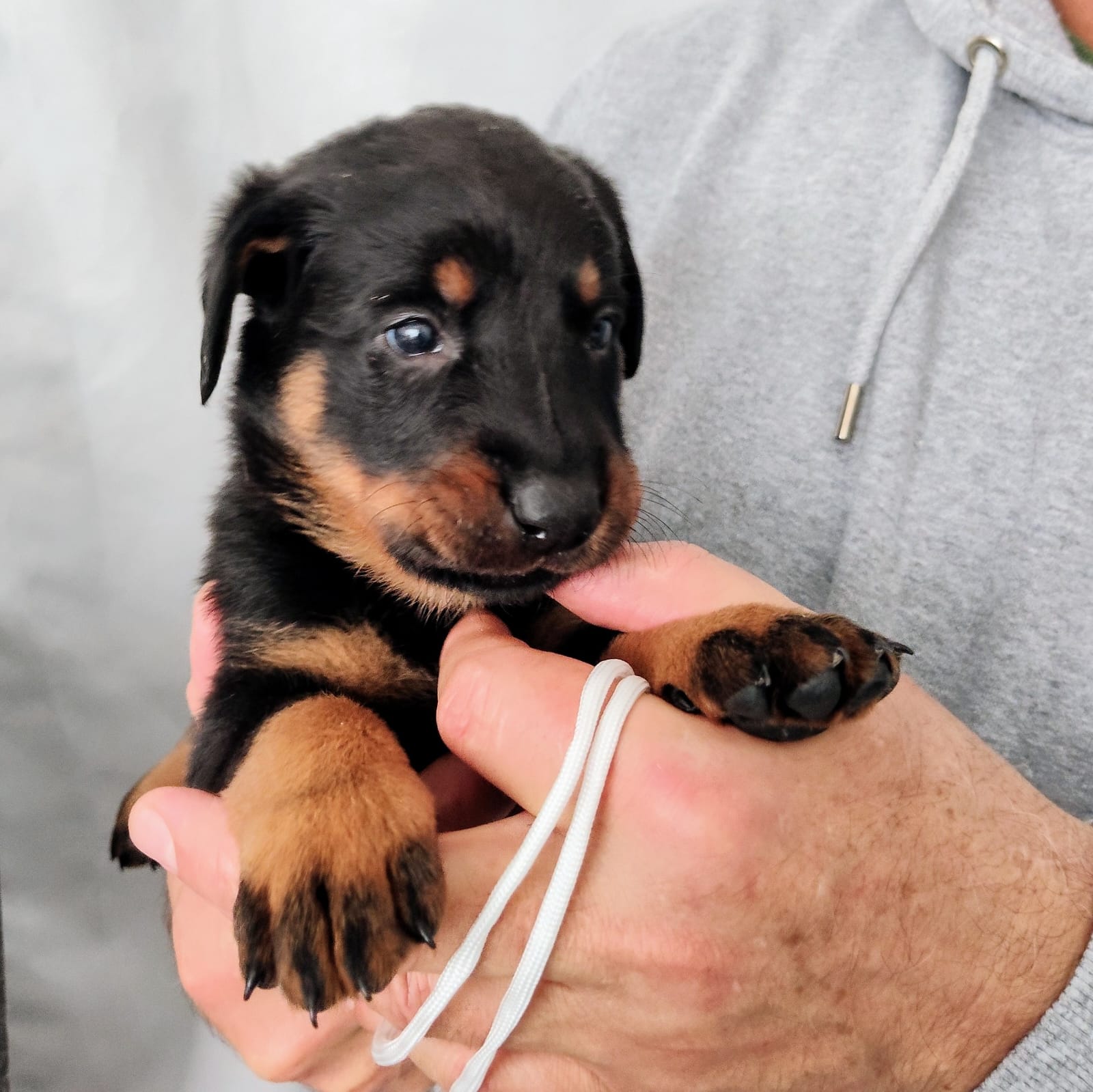 Nikolaus Kugler Beauceronzucht L-Wurf 2025_3. und 4. Woche_ Welpen