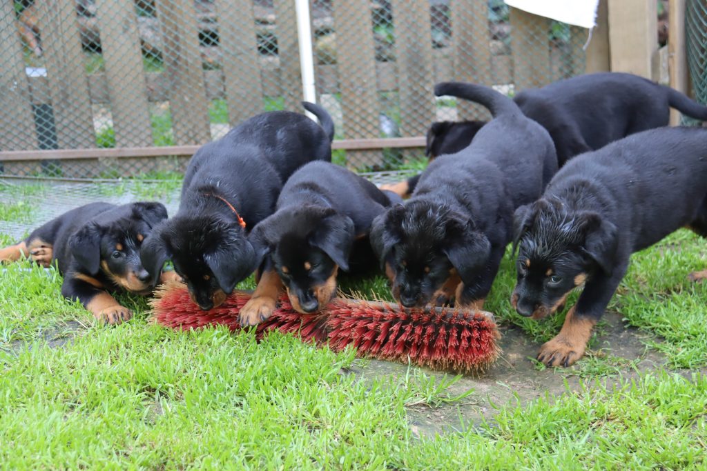 Nikolaus Kugler, Beauceronzucht, L-Wurf 2025, 6.+7. Woche, Welpen