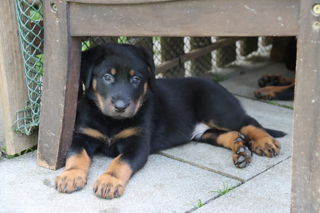 Nikolaus Kugler, Beauceronzucht, L-Wurf 2025, 6.+7. Woche, Welpen