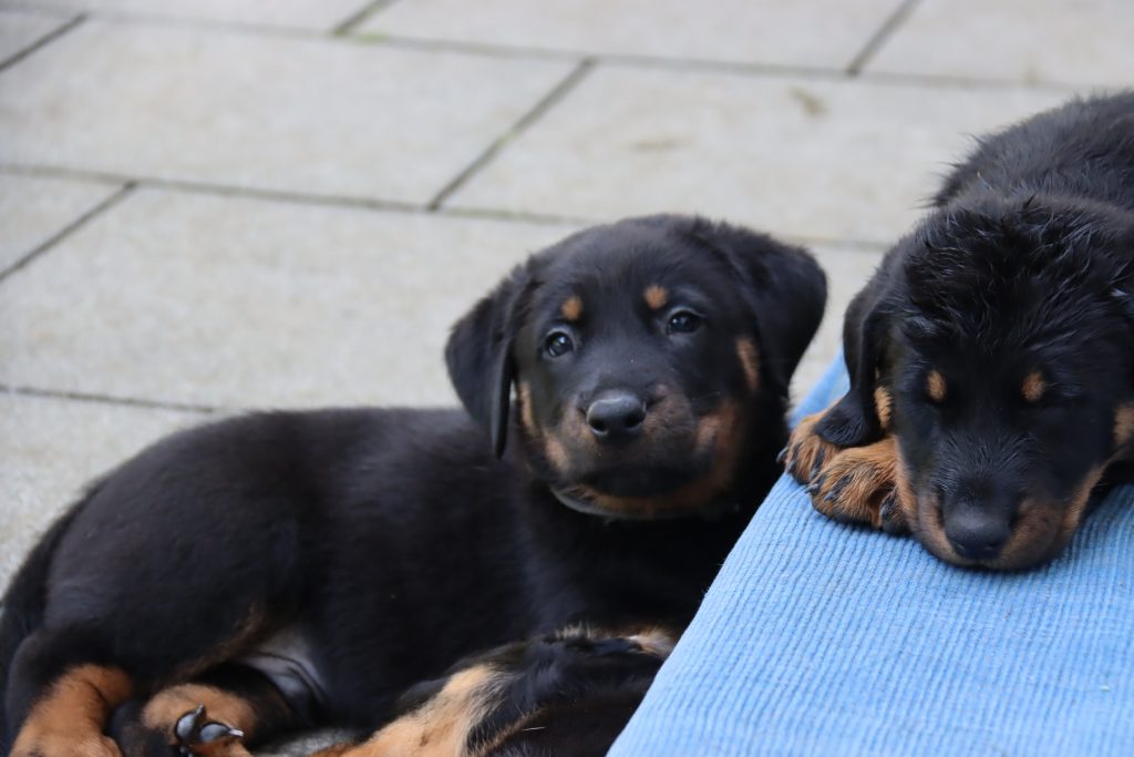 Nikolaus Kugler, Beauceronzucht, L-Wurf 2025, 6.+7. Woche, Welpen