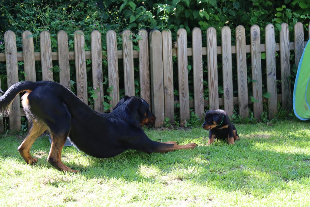 Nikolaus Kugler, Beauceronzucht, L-Wurf 2025, 6.+7. Woche, Welpen
