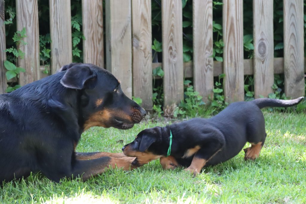 Nikolaus Kugler, Beauceronzucht, L-Wurf 2025, 6.+7. Woche, Welpen