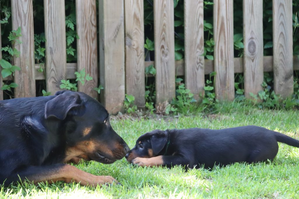 Nikolaus Kugler, Beauceronzucht, L-Wurf 2025, 6.+7. Woche, Welpen