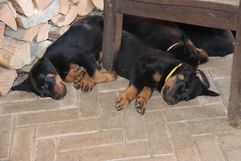 Nikolaus Kugler, Beauceronzucht, L-Wurf 2025, 6.+7. Woche, Welpen