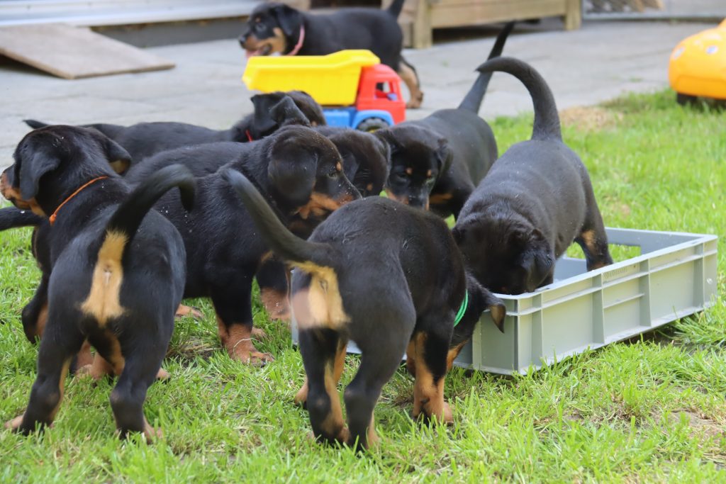 Nikolaus Kugler, Beauceronzucht, L-Wurf 2025, 6.+7. Woche, Welpen