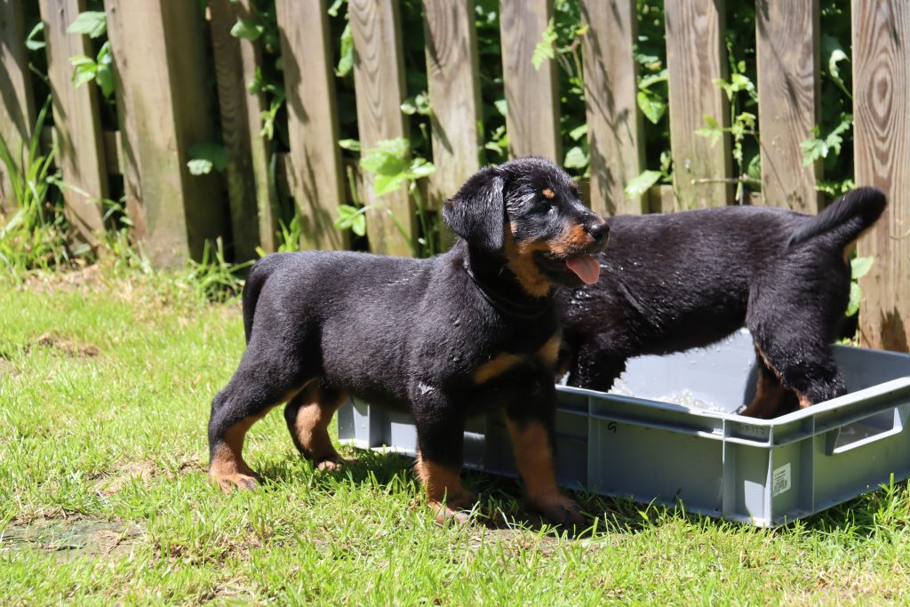 Nikolaus Kugler, Beauceronzucht, L-Wurf 2025, 6.+7. Woche, Welpen