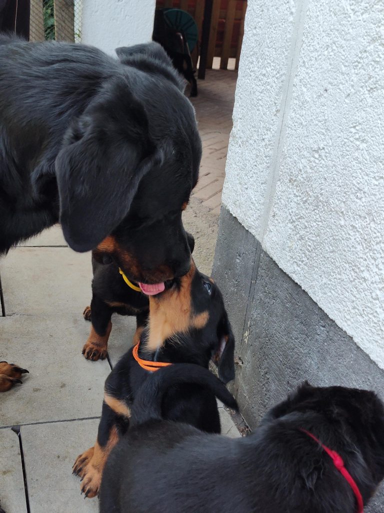 Nikolaus Kugler, Beauceronzucht, L-Wurf 2025, 6.+7. Woche, Welpen